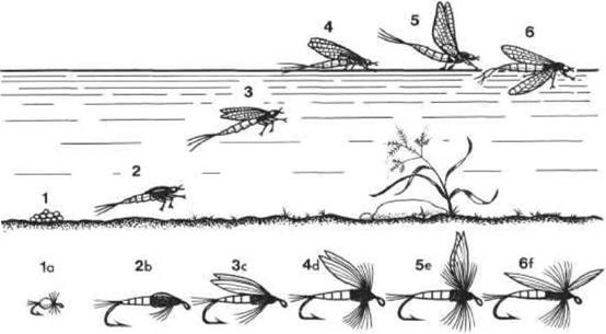 Стадии развития насекомых