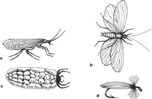 Главные виды насекомых, которых мы имитируем искусственными мушками