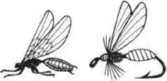 Главные виды насекомых, которых мы имитируем искусственными мушками