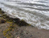 Одесский пляж наводнили зловонные водные растения