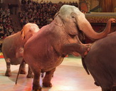 Слони-велетні в Національному цирку