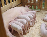Состоялся 6-ой Интернациональный фестиваль резчиков свиней.