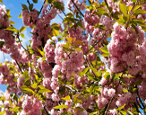 Ужгород ожидает туристов на сезон цветения сакуры