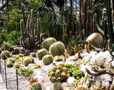 В Никитском ботаническом саду зацвели кактусы и агавы